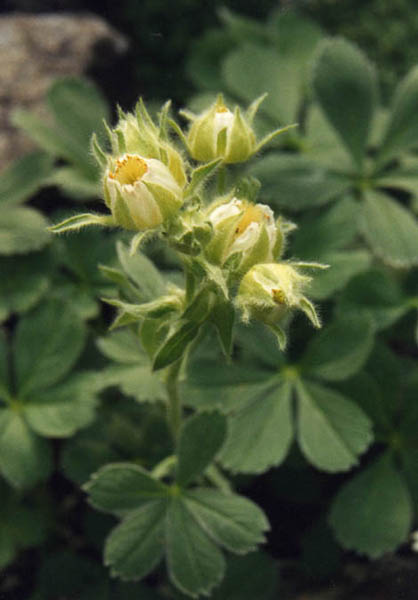 Potentilla nivalis en fleurs dans les éboulis stabilisés des Pyrénées